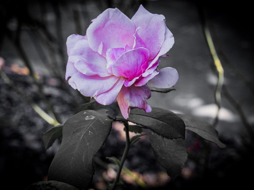 D4A17CB9-AD25-4E78-81CE-D8F87BF9A6A1